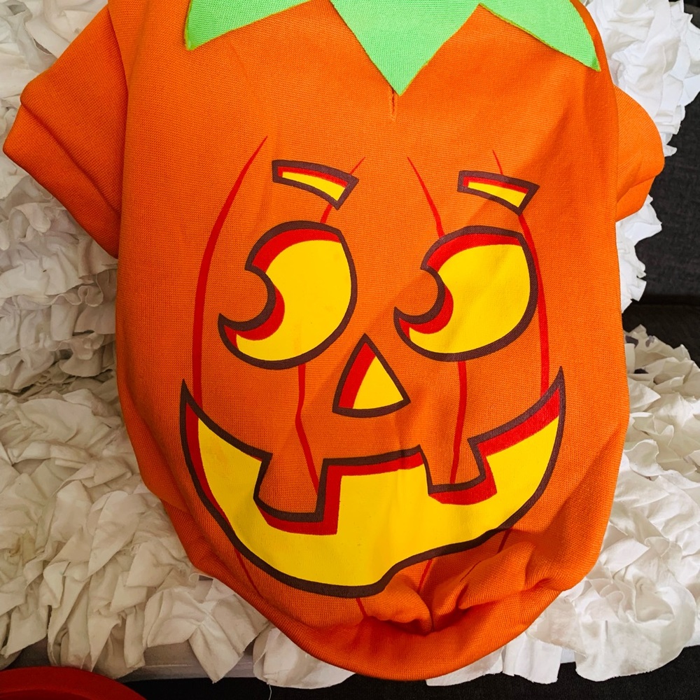 Pet pumpkin costume 🎃